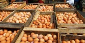Peluang Menjadi Pebisnis Agen Telur Ayam