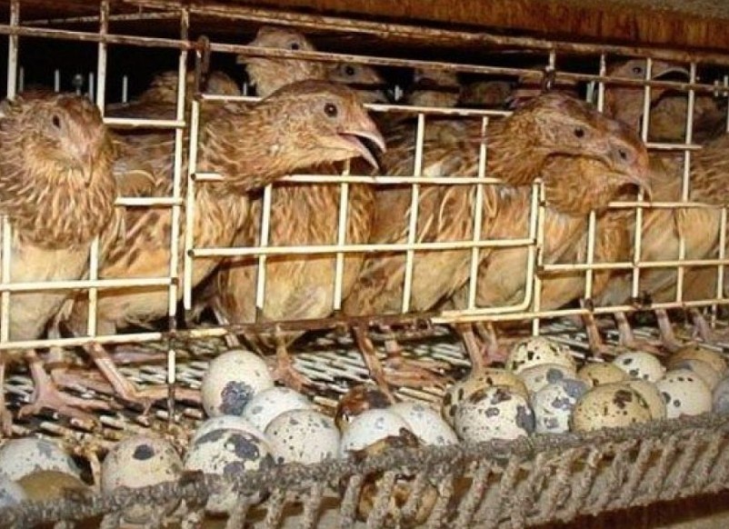 Peluang Bisnis Ternak Puyuh Petelur